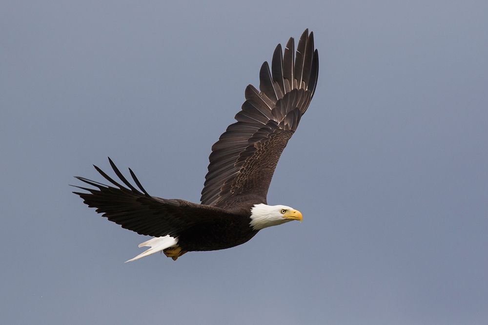 Bald Eagle flying
